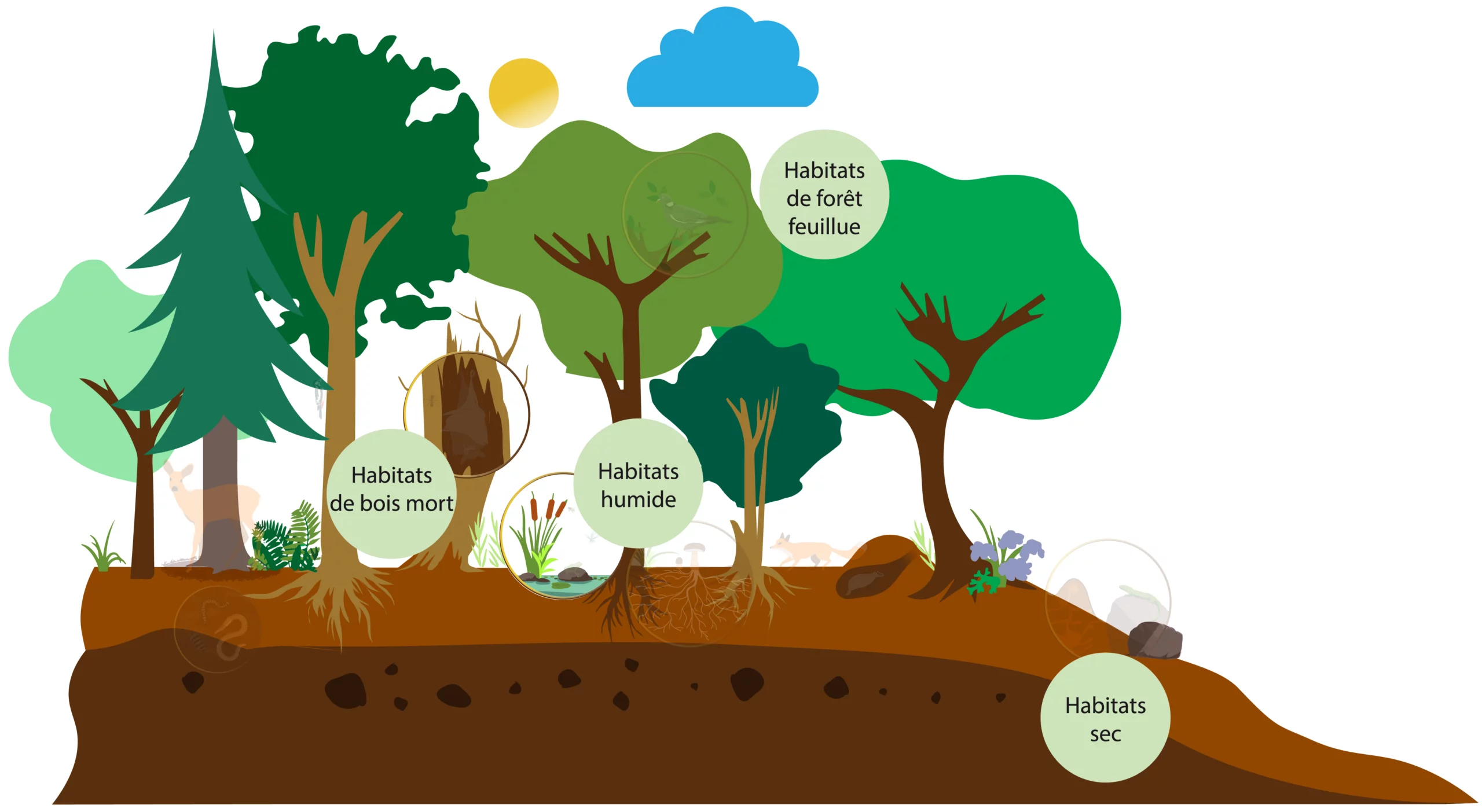 Habitats naturels en forêt