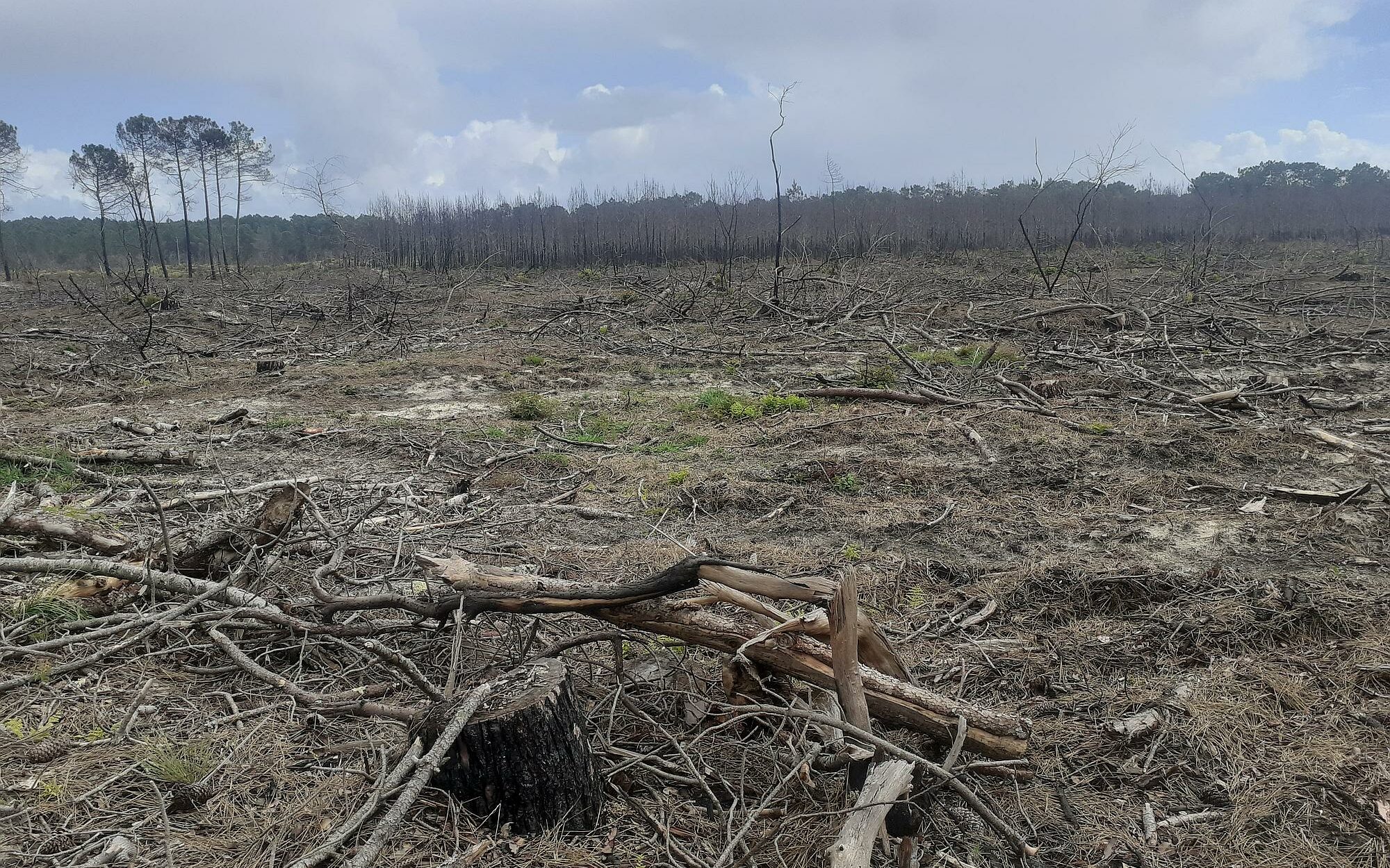 Zone après incendie de juillet 2022 (cliché 2023)
