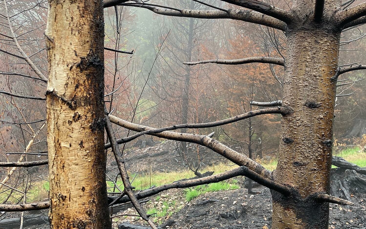 Tournée DFCI en forêt communale de Ramonchamp @Myriam SENI