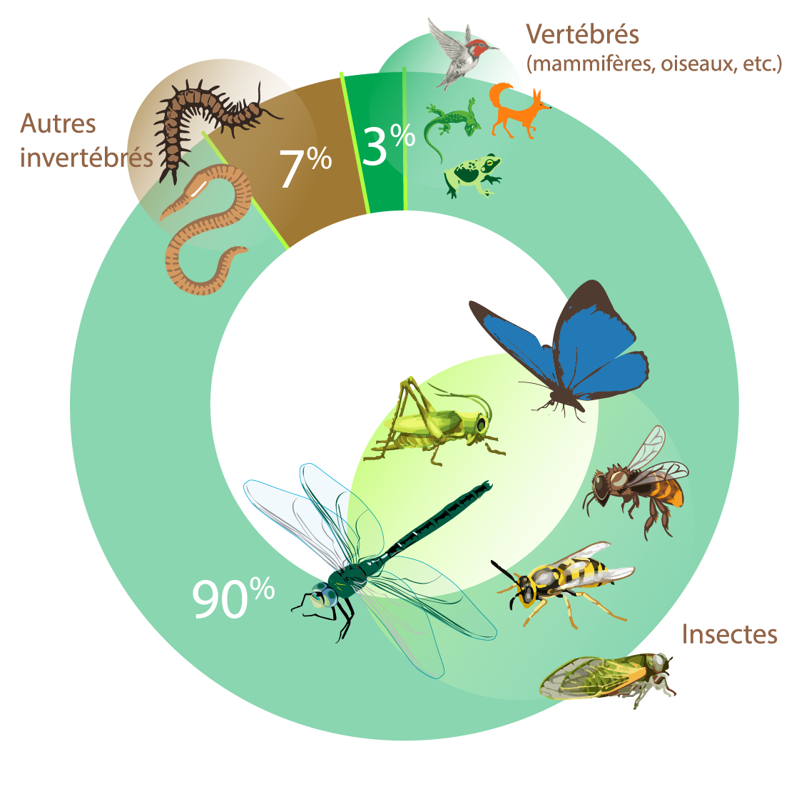 les insectes : les espèces, les plus nombreuses