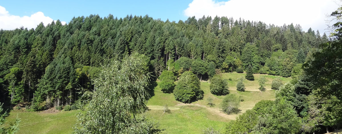 Forêt du Grand Bois