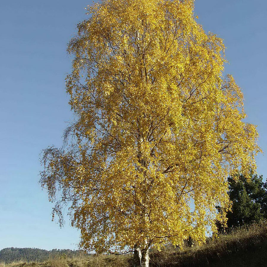 Bouleau ©Françoise CHOUX