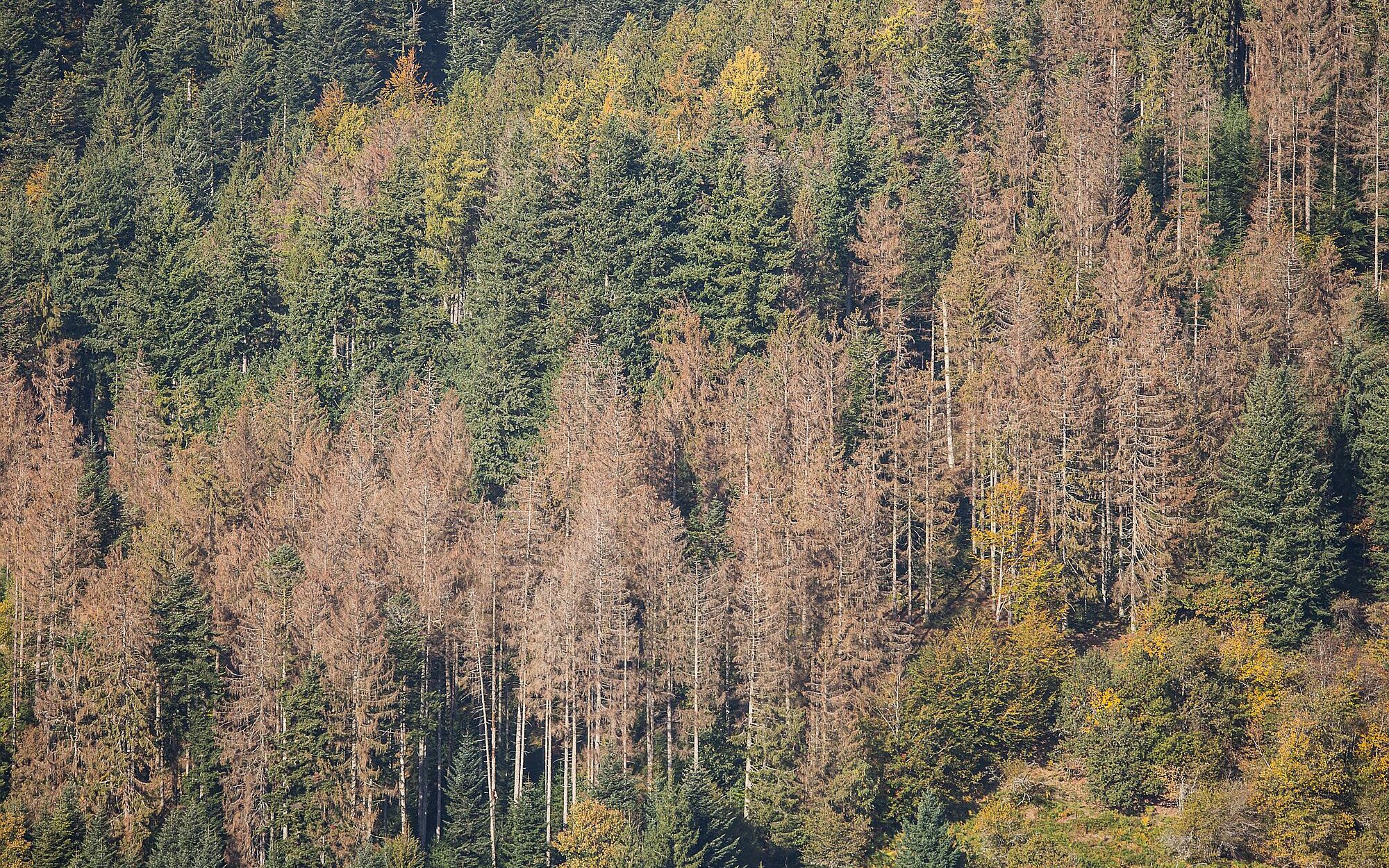 Peuplement d'épicéas dépérissants en raison de la présence invasive de scolytes