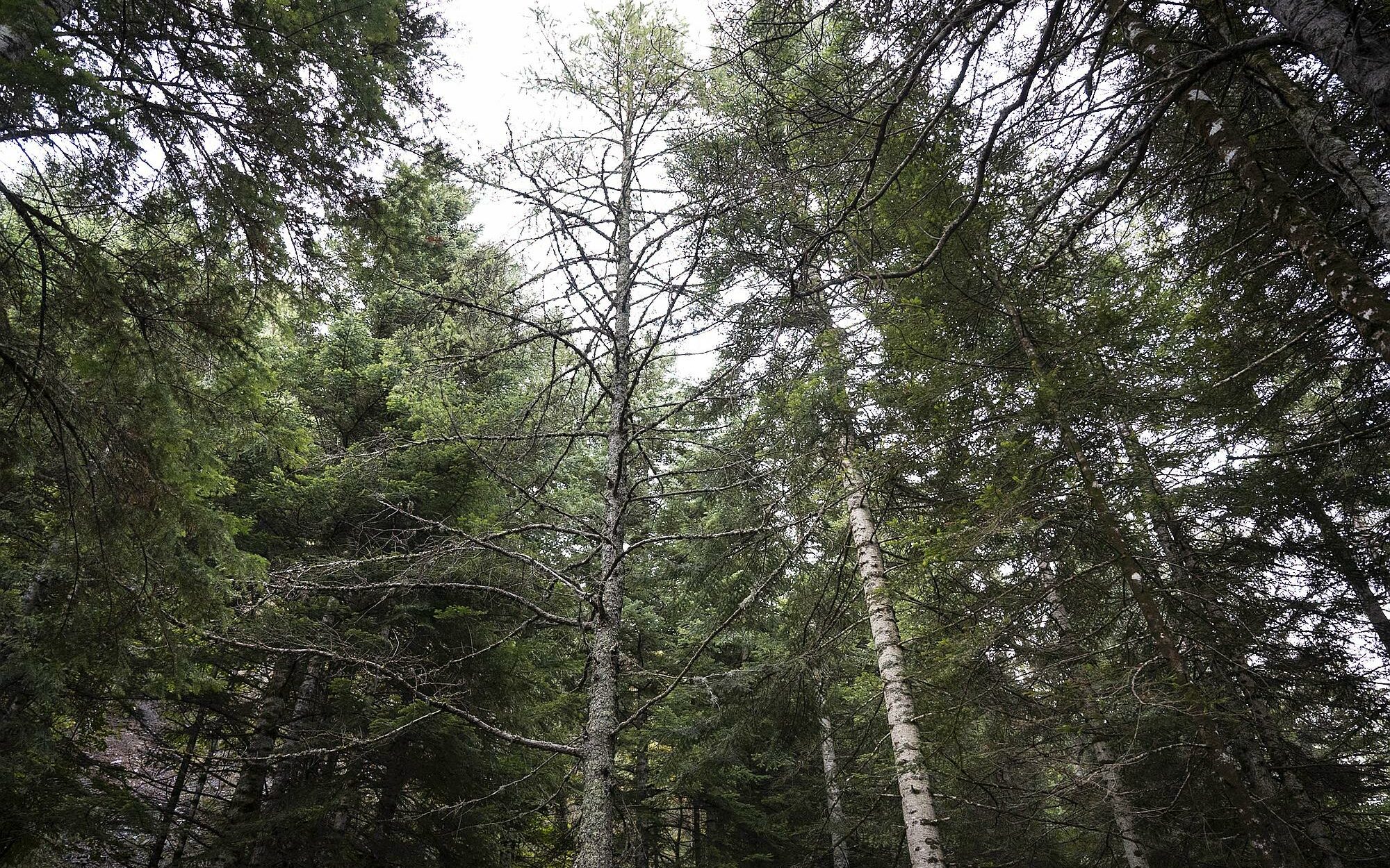 Arbre dépérissant