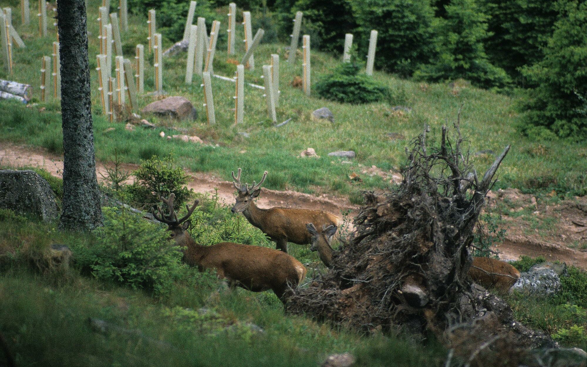 Cerfs avec leurs bois en velours