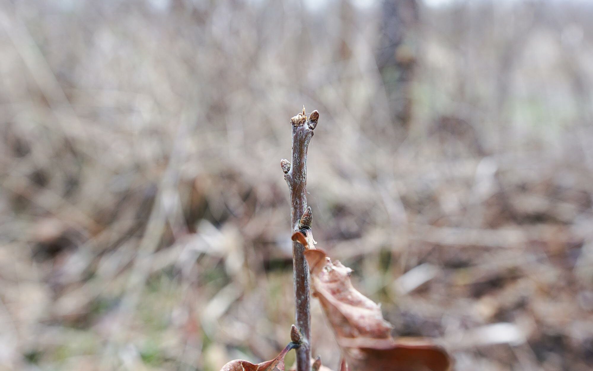 Abroutissement par le chevreuil d'un plant de chêne
