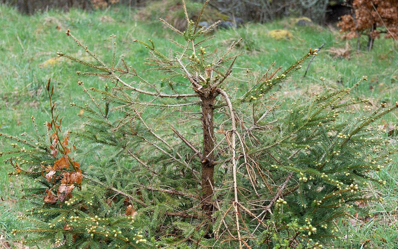 Tournée forêt domaniale Murat