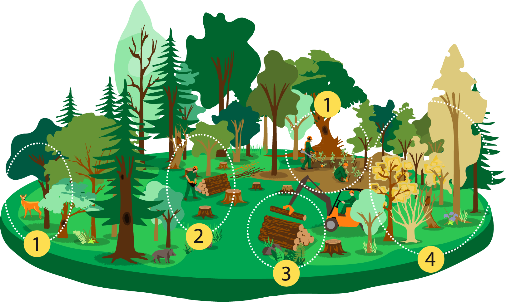 La forêt produit du bois, un éco-matériau durable