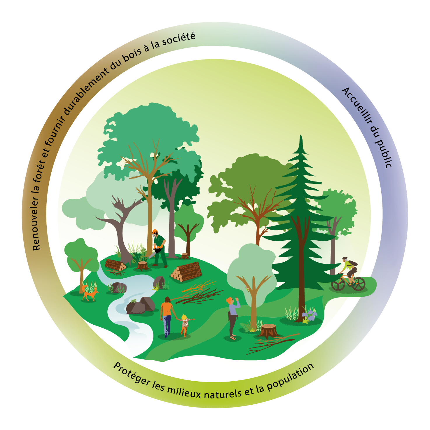 Enjeux et gestion de la forêt