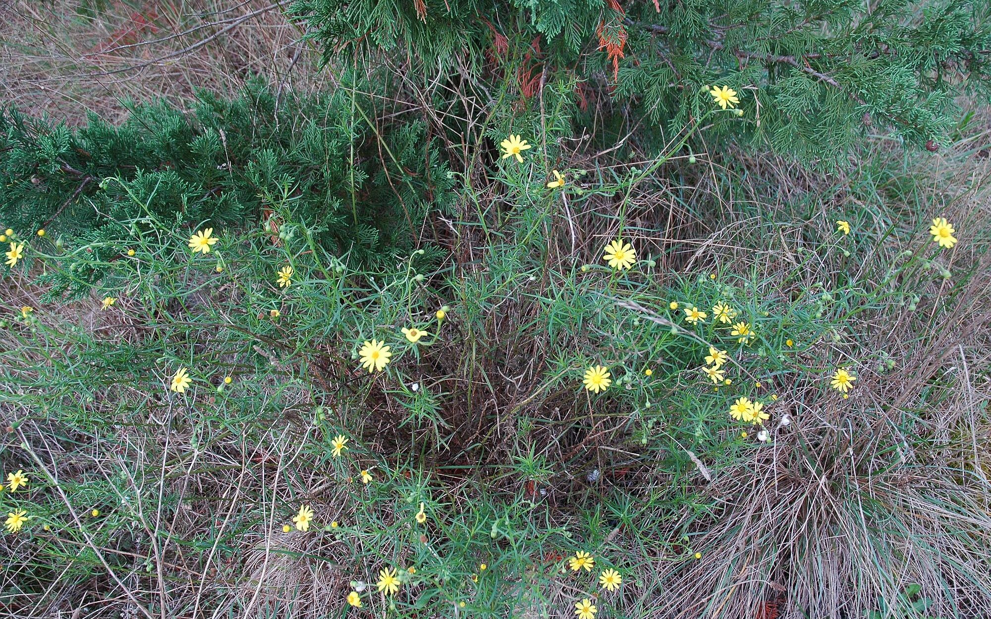 Séneçon du Cap, plante invasive