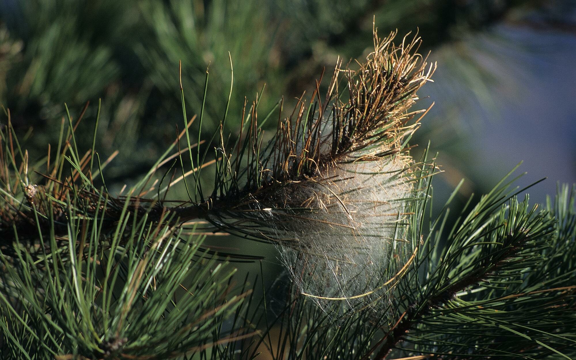 Nid de chenille processionnaire du pin